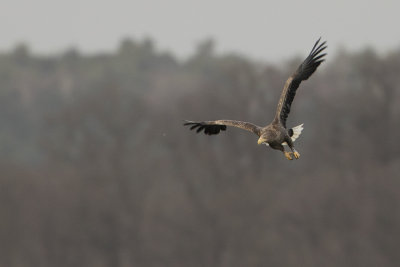 White-tailed Eagle / Zeearend