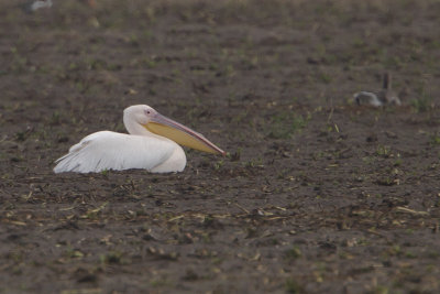 Great White Pelican / Roze Pelikaan