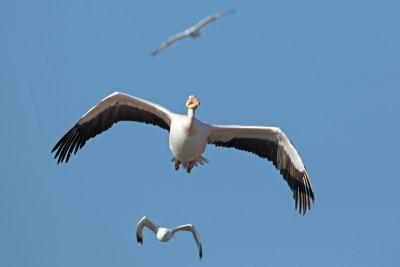 Great White Pelican / Roze Pelikaan