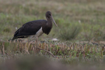 Black Stork / Zwarte Ooievaar