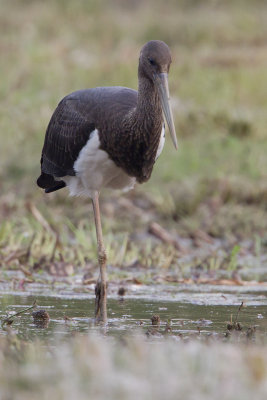 Black Stork / Zwarte Ooievaar