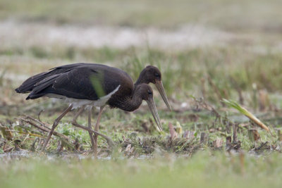 Black Stork / Zwarte Ooievaar