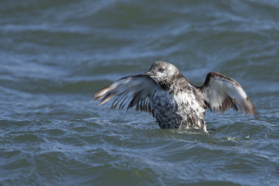 Black Guillemot / Zwarte Zeekoet