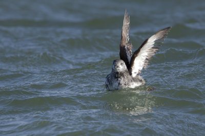Black Guillemot / Zwarte Zeekoet