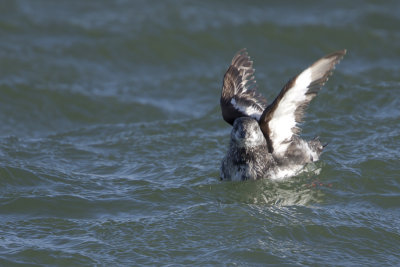 Black Guillemot / Zwarte Zeekoet
