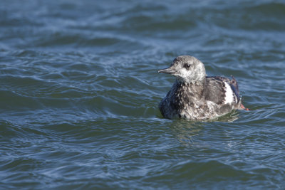 Black Guillemot / Zwarte Zeekoet