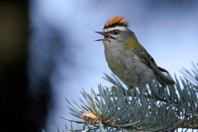 Common Firecrest / Vuurgoudhaan