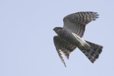Eurasian Sparrowhawk / Sperwer