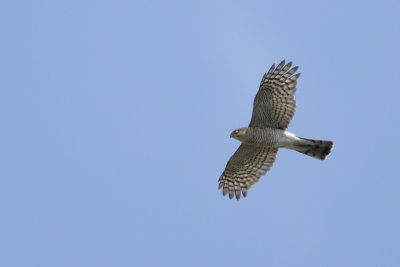 Eurasian Sparrowhawk / Sperwer