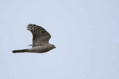 Eurasian Sparrowhawk / Sperwer