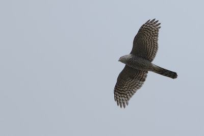 Eurasian Sparrowhawk / Sperwer
