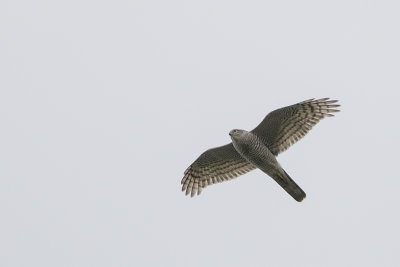Eurasian Sparrowhawk / Sperwer