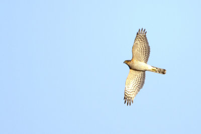 Eurasian Sparrowhawk / Sperwer
