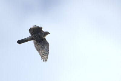 Eurasian Sparrowhawk / Sperwer