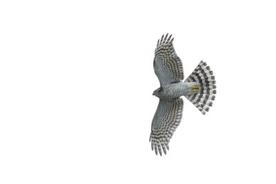 Eurasian Sparrowhawk / Sperwer