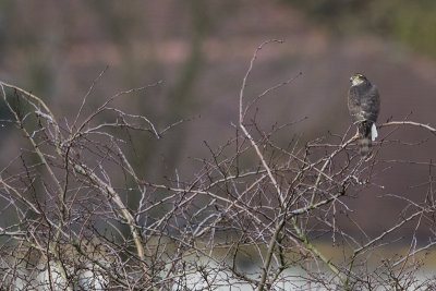 Eurasian Sparrowhawk / Sperwer