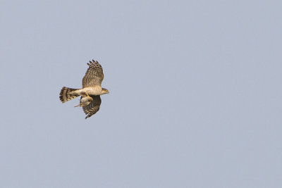 Eurasian Sparrowhawk / Sperwer