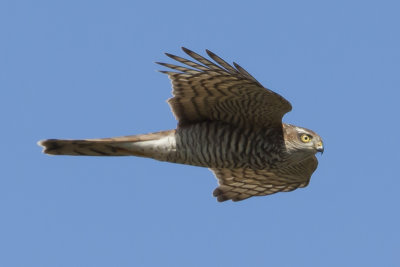 Eurasian Sparrowhawk / Sperwer