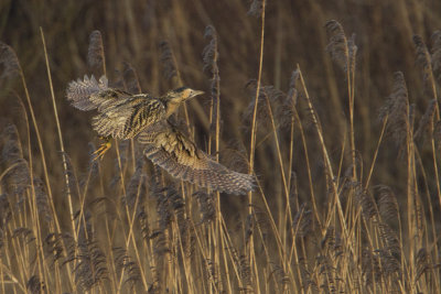 Eurasian Bittern / Roerdomp