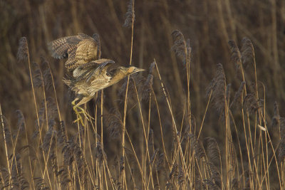 Eurasian Bittern / Roerdomp