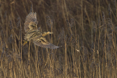 Eurasian Bittern / Roerdomp