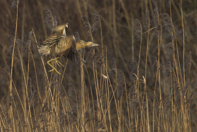 Eurasian Bittern / Roerdomp