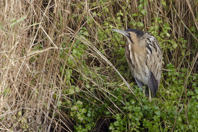 Eurasian Bittern / Roerdomp