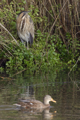 Eurasian Bittern / Roerdomp