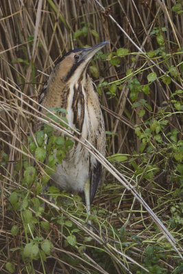 Eurasian Bittern / Roerdomp