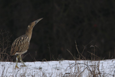 Eurasian Bittern / Roerdomp