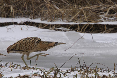 Eurasian Bittern / Roerdomp