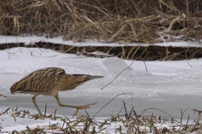 Eurasian Bittern / Roerdomp