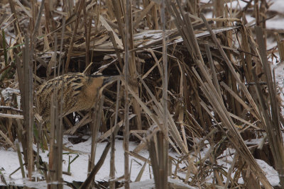 Eurasian Bittern / Roerdomp