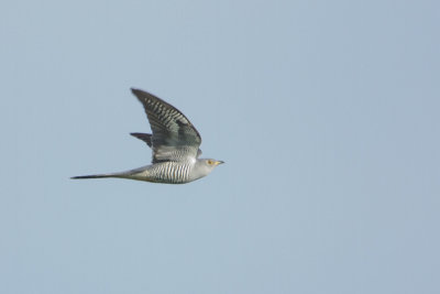 Common Cuckoo / Koekoek