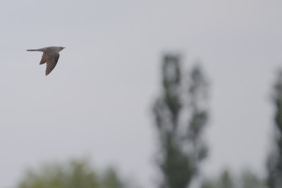 Common Cuckoo / Koekoek