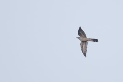 Common Cuckoo / Koekoek