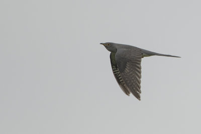 Common Cuckoo / Koekoek