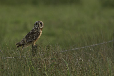 Short-eared Owl / Velduil