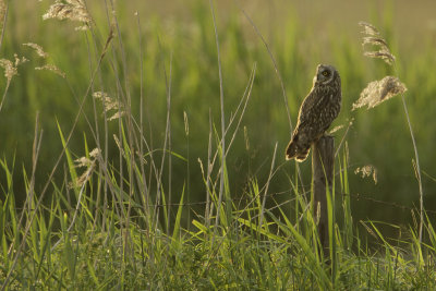 Short-eared Owl / Velduil