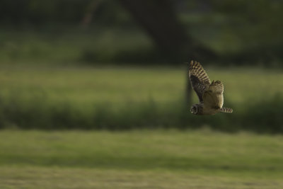 Short-eared Owl / Velduil