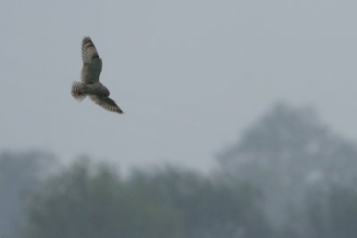 Short-eared Owl / Velduil