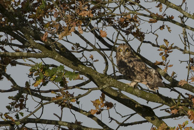 Short-eared Owl / Velduil