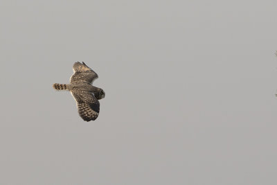 Short-eared Owl / Velduil