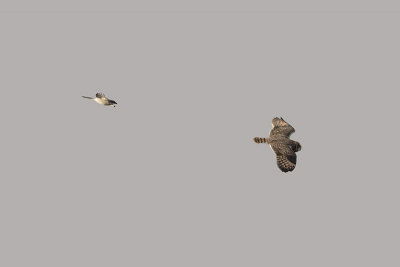 Short-eared Owl / Velduil