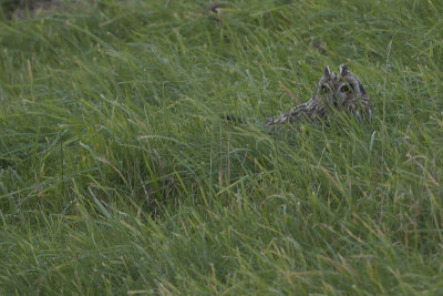 Short-eared Owl / Velduil