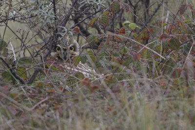 Short-eared Owl / Velduil
