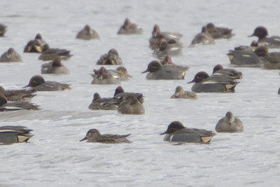 Green-winged Teal / Amerikaanse Wintertaling