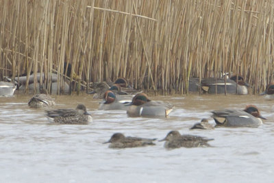 Green-winged Teal / Amerikaanse Wintertaling