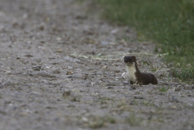 Weasel / Wezel