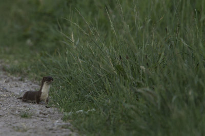 Weasel / Wezel